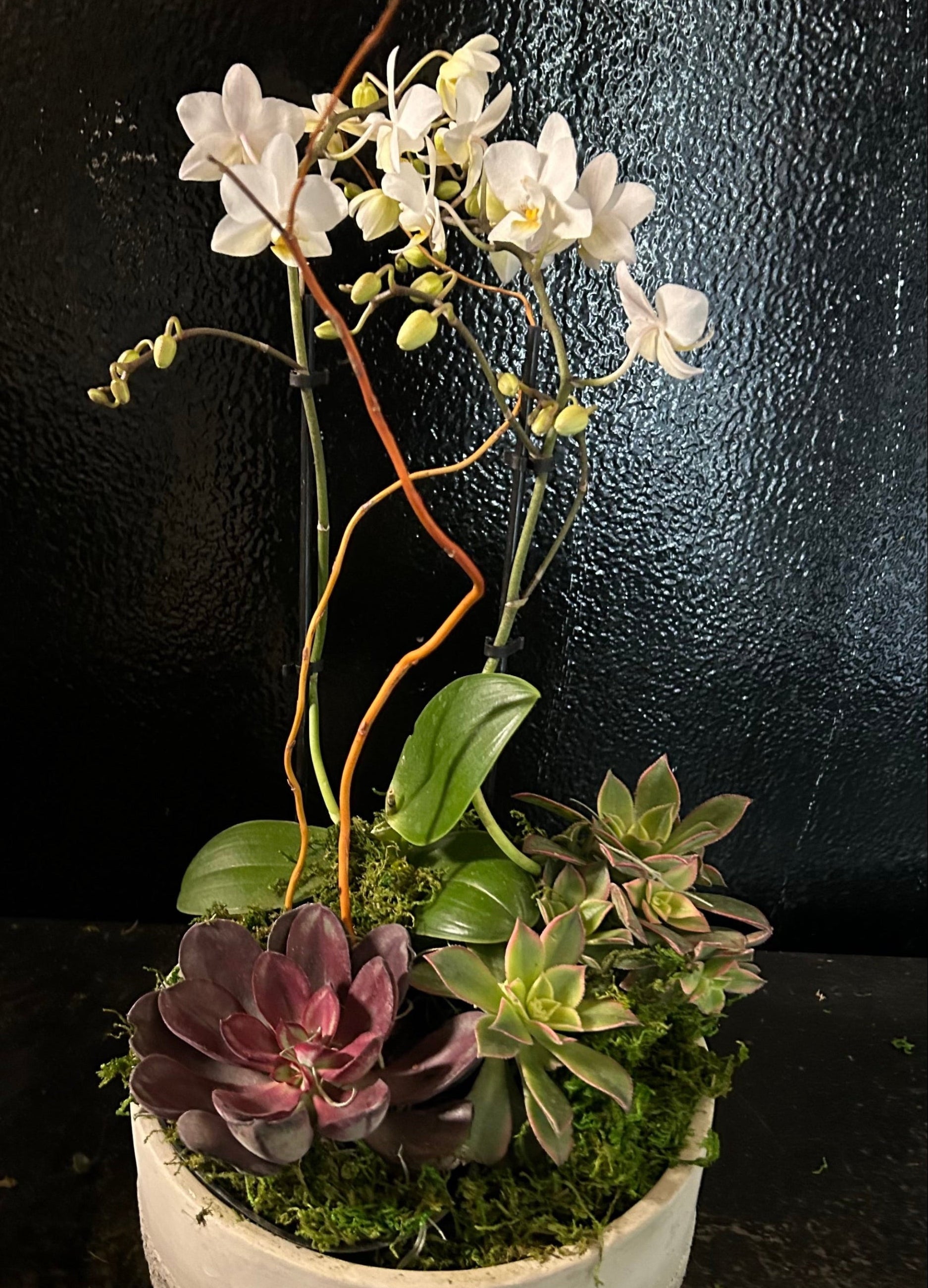 orchids and succulents Orchid & Succulent Planter