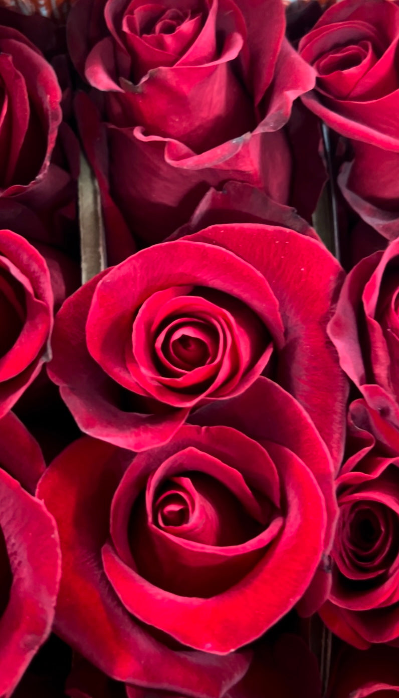 Valentine's Day Collection