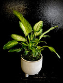 Potted single plant in a ceramic planter.