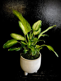 Potted single plant in a ceramic planter.