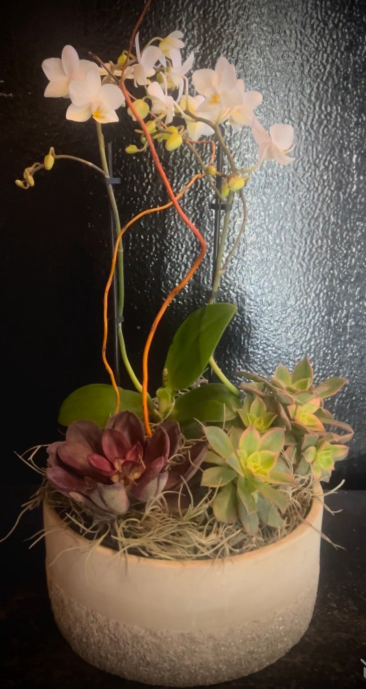 Designer's Selection Orchid & Succulent Planter