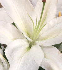Made to order sympathy arrangements. Various sizes to choose from and designed with your palette selection.
