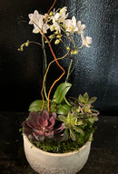Phalaenopsis Orchid and succulents in a decorative planter.