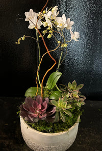 Phalaenopsis Orchid and succulents in a decorative planter.