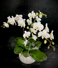 Phalaenopsis Planter