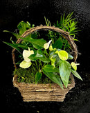 Plant Baskets Starting At $125. Please allow 24 hours for all plant orders