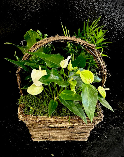 Plant Baskets Starting At $125. Please allow 24 hours for all plant orders