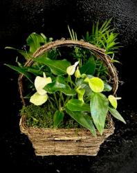 Variety of plants designed in a basket.